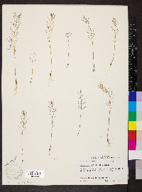 Arabidopsis thaliana image