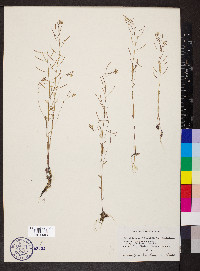 Arabidopsis thaliana image