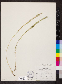 Arabis eschscholtziana image