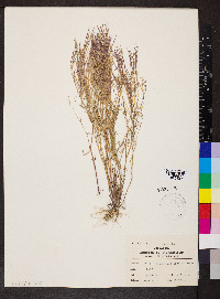 Arabis hirsuta image