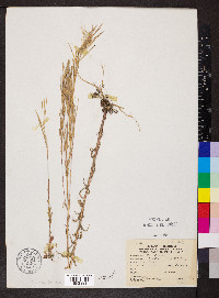 Arabis hirsuta image