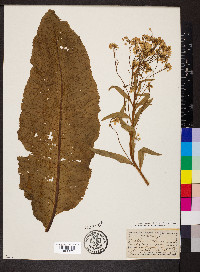 Armoracia lapathifolia image