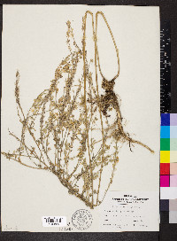 Berteroa incana image