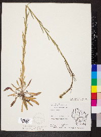 Boechera stricta image