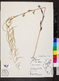 Borodinia canadensis image