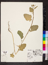 Brassica nigra image