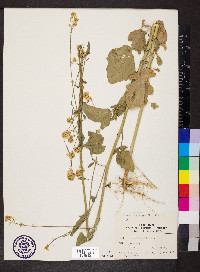 Brassica nigra image