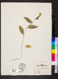 Brassica nigra image