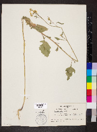 Brassica nigra image