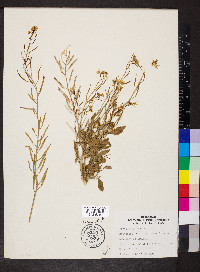 Brassica juncea image