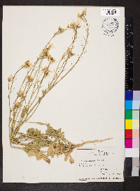 Brassica juncea image