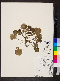 Brassica juncea image