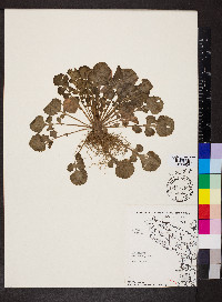 Brassica juncea image