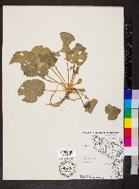 Brassica juncea image