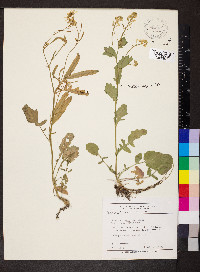 Brassica juncea image