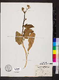 Brassica nigra image