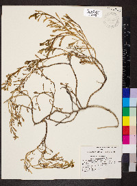 Cakile edentula image