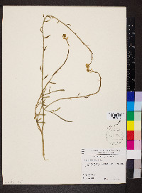 Cakile maritima image