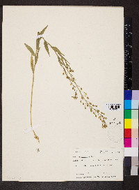 Camelina microcarpa image