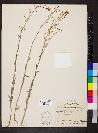 Camelina microcarpa image