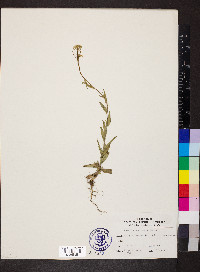 Camelina microcarpa image