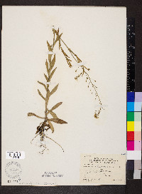 Camelina microcarpa image