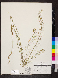 Camelina microcarpa image