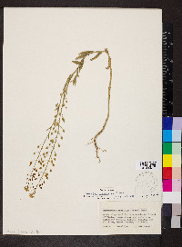 Camelina microcarpa image