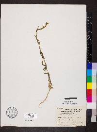 Camelina microcarpa image