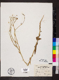 Camelina microcarpa image