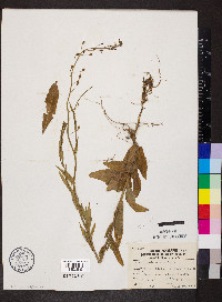 Camelina microcarpa image