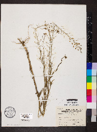 Camelina microcarpa image