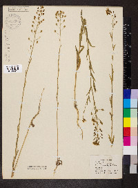 Camelina microcarpa image