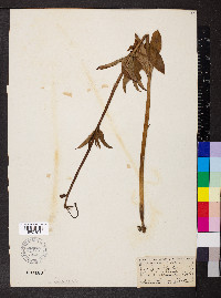Lilium martagon image