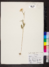 Cardamine bulbosa image