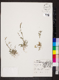 Cardamine bulbosa image