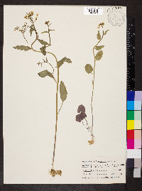 Cardamine bulbosa image