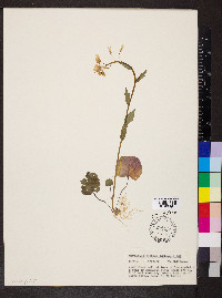 Cardamine bulbosa image