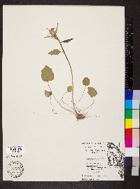 Cardamine bulbosa image