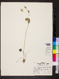 Cardamine bulbosa image