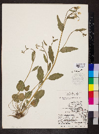 Cardamine bulbosa image