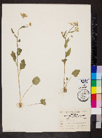 Cardamine bulbosa image