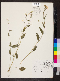 Cardamine bulbosa image