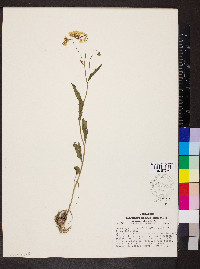 Cardamine bulbosa image