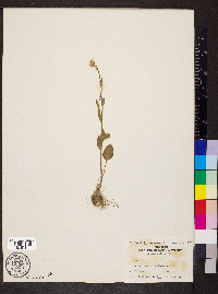 Cardamine bulbosa image