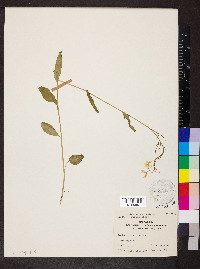 Cardamine bulbosa image