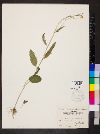 Cardamine bulbosa image