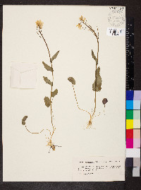 Cardamine bulbosa image