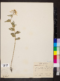 Cardamine bulbosa image