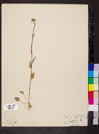 Cardamine bulbosa image